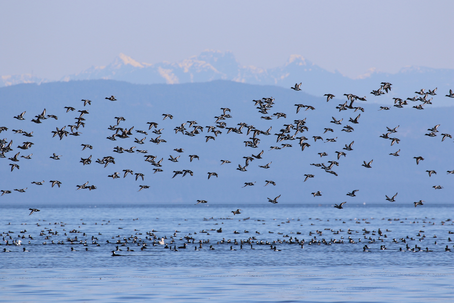 A flock of seaduck fly above Baynes Sound over spawning herring