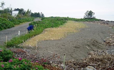 Photo d'un projet de restauration côtière en cours. La végétation est cultivée près du bord de l'eau.