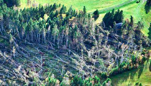 Aerial surveillance photo taken by the National Aerial Surveillance Program after Hurricane Fiona shows a section of severely damaged forest in Atlantic Canada.