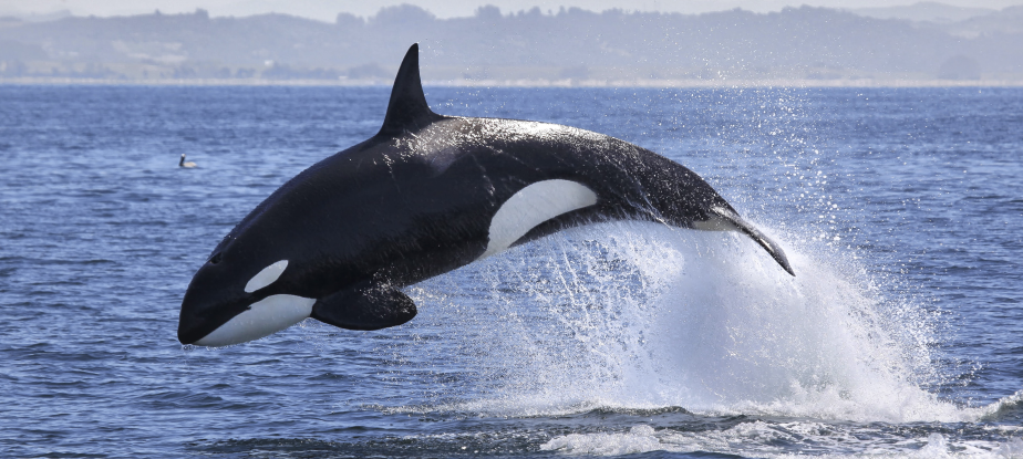 Une baleine sautant hors de l'eau